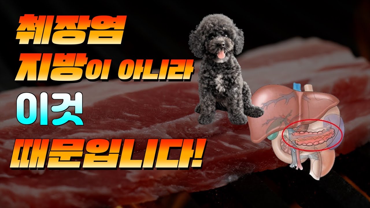 🚫 췌장염, 지방이 아니라 ‘이것’ 때문입니다!! “연구로 보는 췌장염의 오해와 진실” #강아지췌장염 #급성췌장염 #개췌장염 #강아지질병