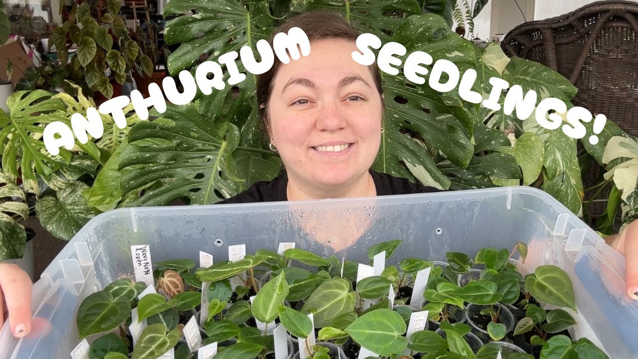 Let’s Sort My Anthurium Seedlings! | Chill Plant Hangout 🌿