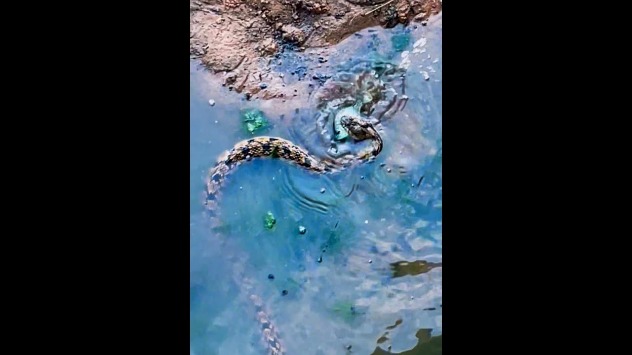 BIG!! SNAKE! Eating fish ALIVE!! WATCH! He is still kicking after swallowing!