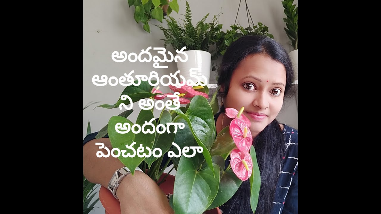 how to grow anthurium plants in pots /అంథోరియం మొక్కని పెంచుకునే విధానం/Flemingo flower plant care