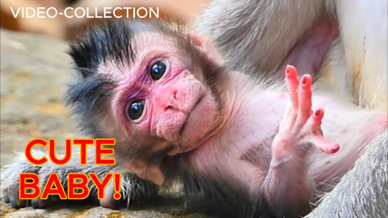 The best collection! a cute and lovely baby monkey, |smsrmedia1540|