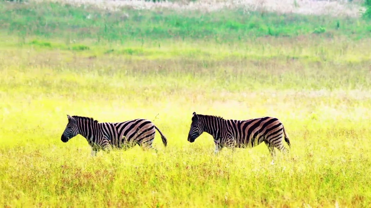 A little wildness in Africa