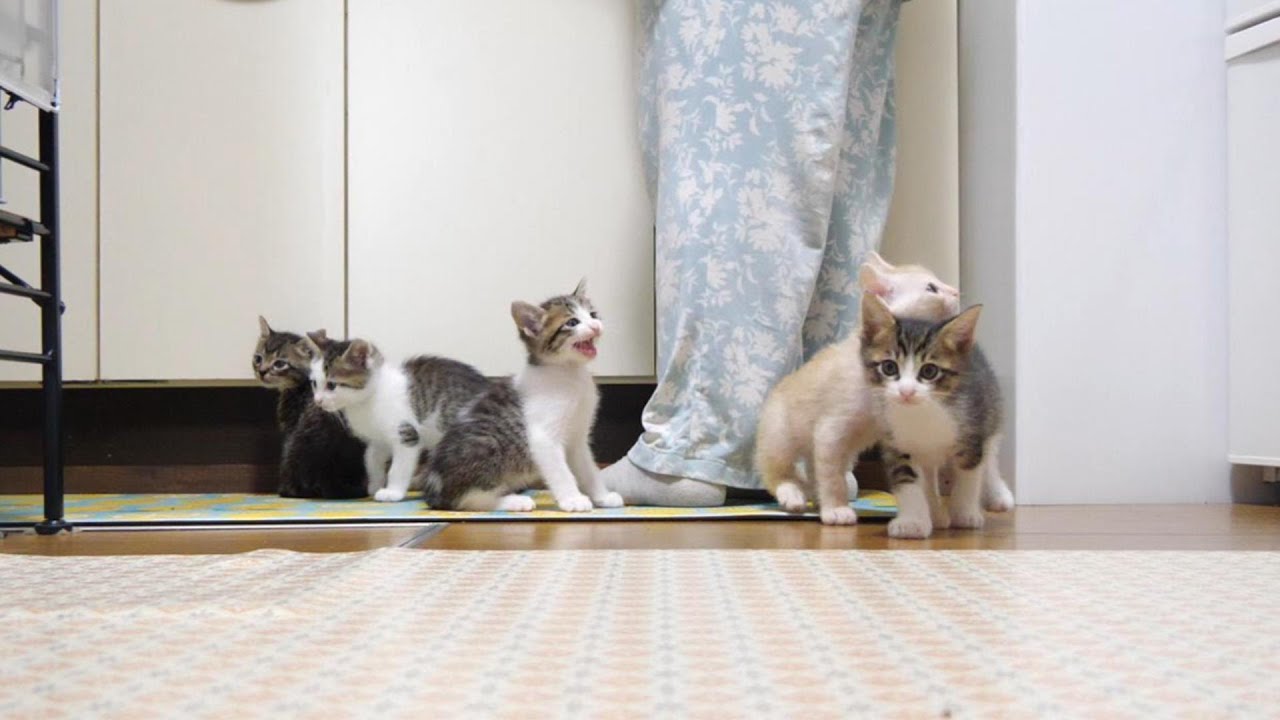 ニャーニャー合唱団がカワイイ歌声でママにおねだりソングを歌い続ける？【赤ちゃん猫　保護猫】