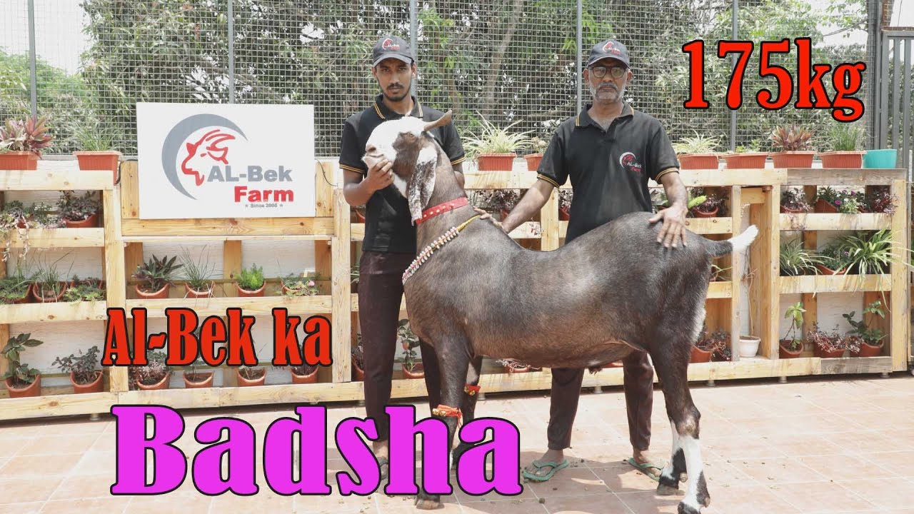 Al Bek ka Badsha