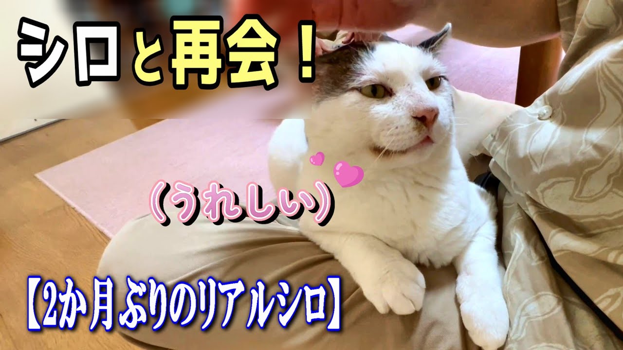 【母の一周忌に寄せて①】嬉しそうに膝抱っこするシロが思わぬ“じゃれモード”に【オリジナルBGM】