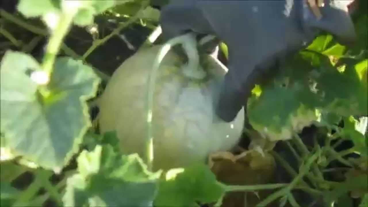 Raccolta meloni