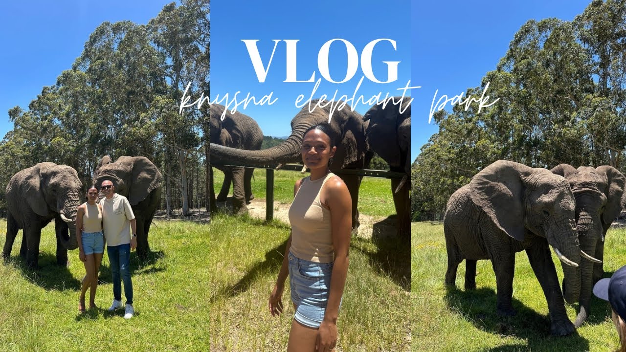 knysna Elephant Park - Garden Route South Africa 🇿🇦. Things to do in Knysna.