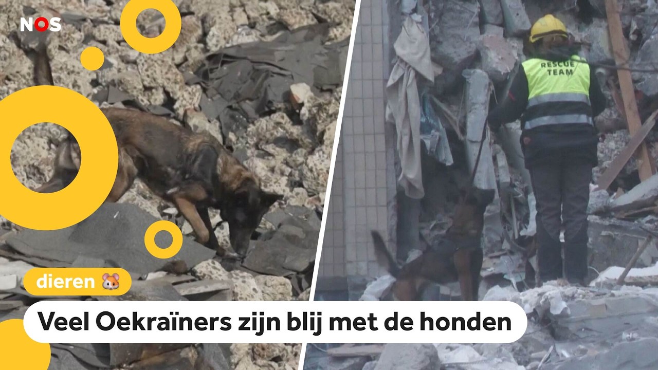 Reddingshonden in Oekraïne zijn door de oorlog hard nodig