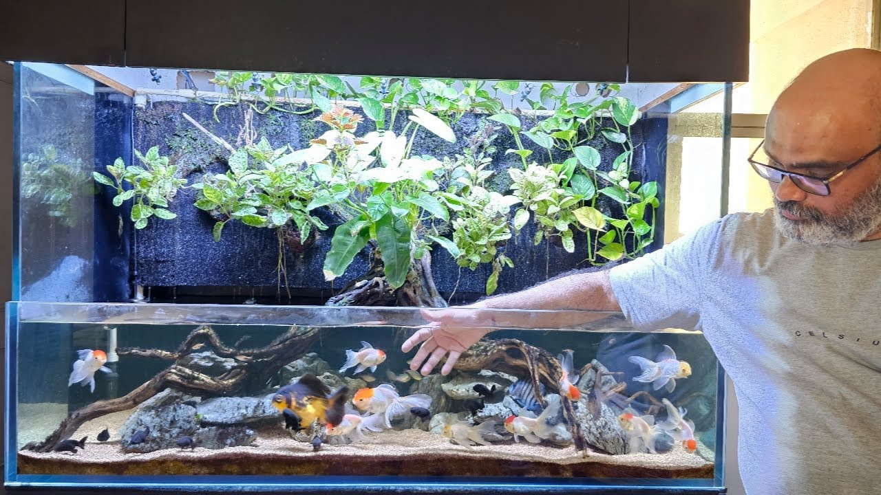 Gold Fish Aquarium