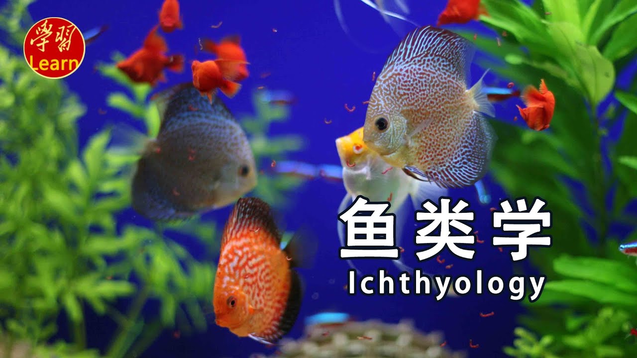 鱼类学 分类 肺鱼和矛尾鱼 EP34