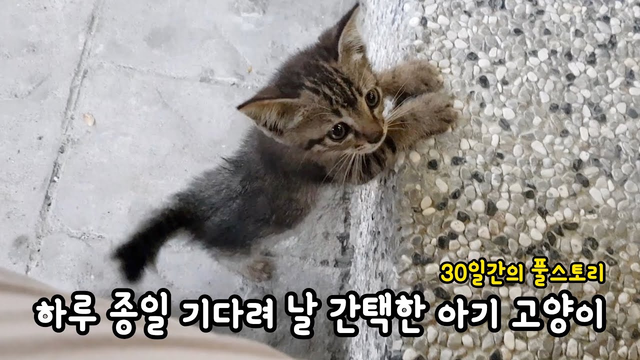 나를 간택한 아기 길고양이 냥줍 후 집사가 되는 과정 몰아보기