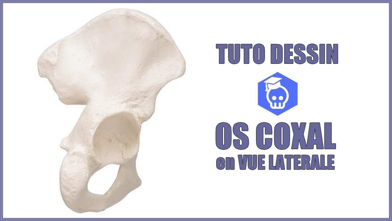 Anatomie de l'os coxal - Comment dessiner l'os coxal en vue latérale ?