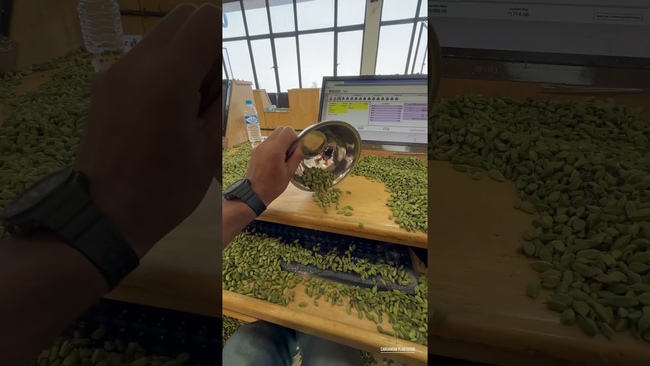 Cardamom auction #cardamom #spices #kerala #auction #shorts #job #