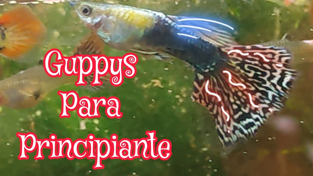 Como criar al pez guppy  fácil y rápido ✔👍💖