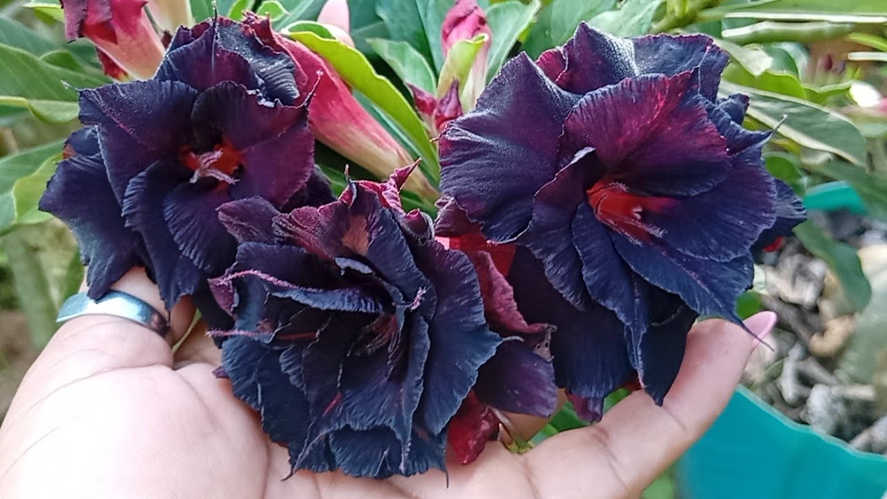 Jardim império das rosas.🏠🌹🌹🌺