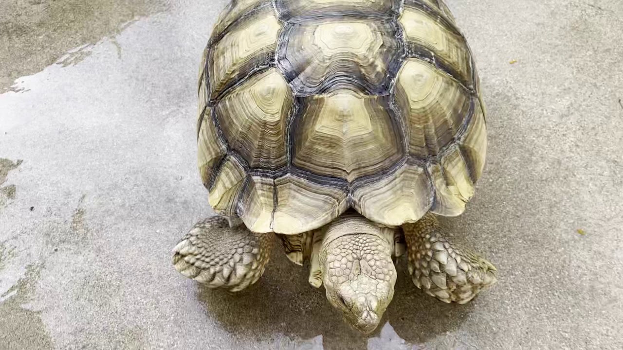 Sulcata Tortoises do not hibernate!