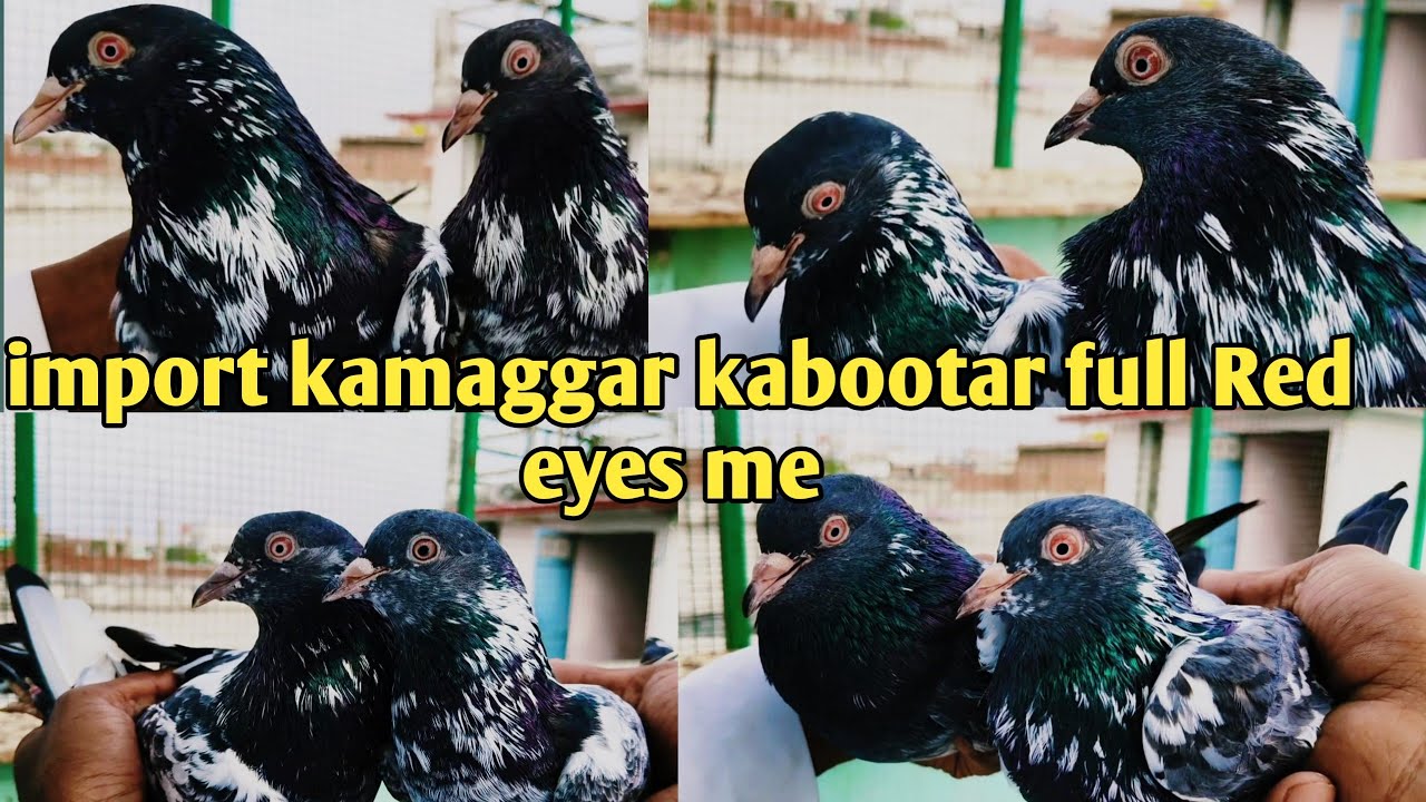 kamagar Kabootr!! Tiger dab wale kabutar !!Red eyes me @smart.rampurikabutar 
