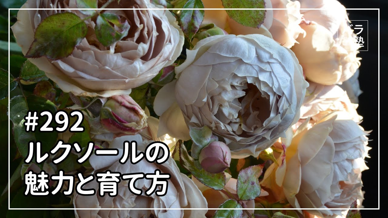 #292 ルクソールの魅力と育て方