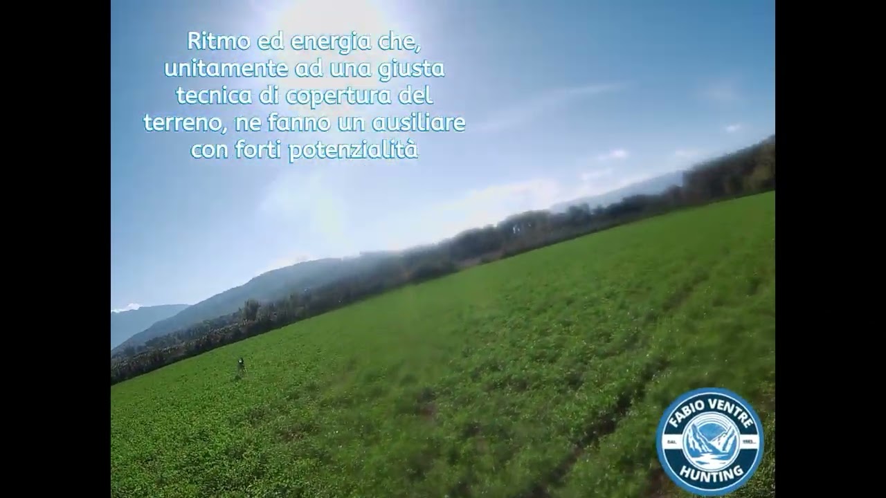 Boogie-Addestramento Pointer Inglese | Fase di allenamento e lavoro | Fabio Ventre Hunting