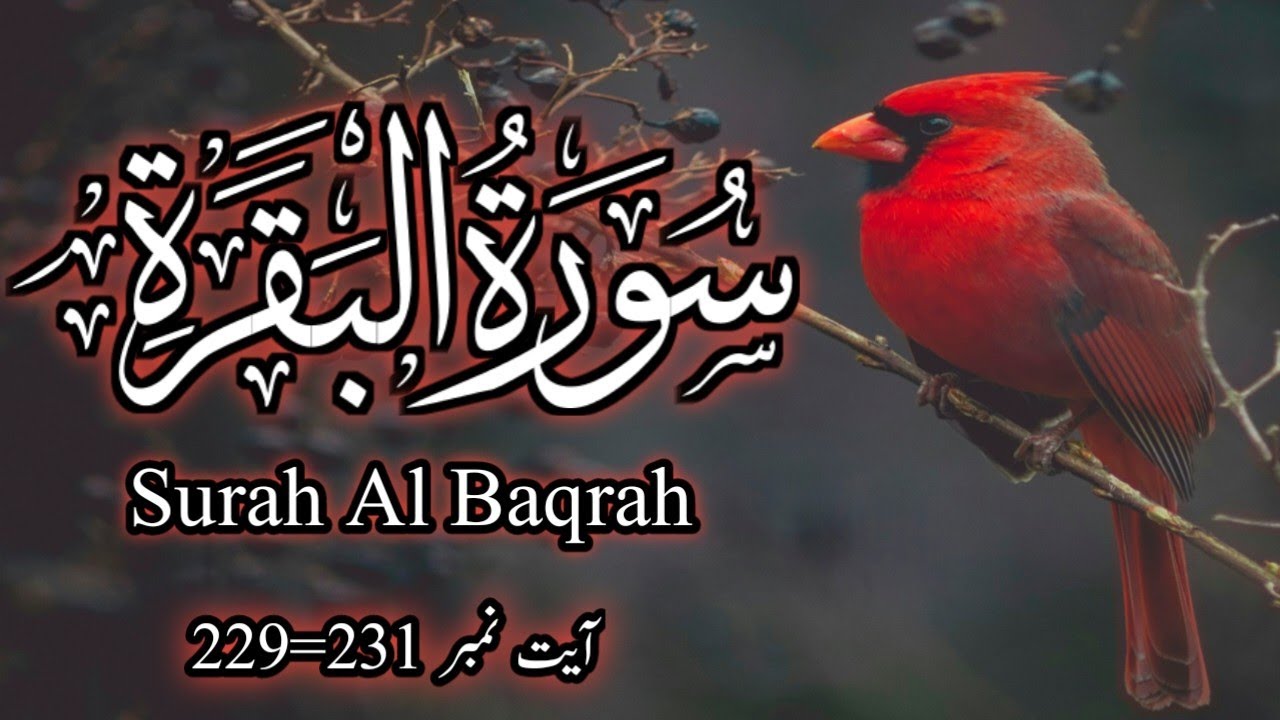 Quran Tilawat Recitation of holy quran Surah Al Baqrah Ayet No 229=231 #Quran E Pak Ki Tilawat