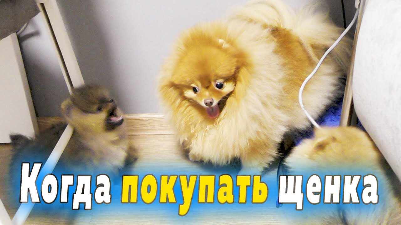 Щенкам шпица 61 день. В каком возрасте покупать щенка: 2, 3, 7 месяцев. Не бесплатное Авито