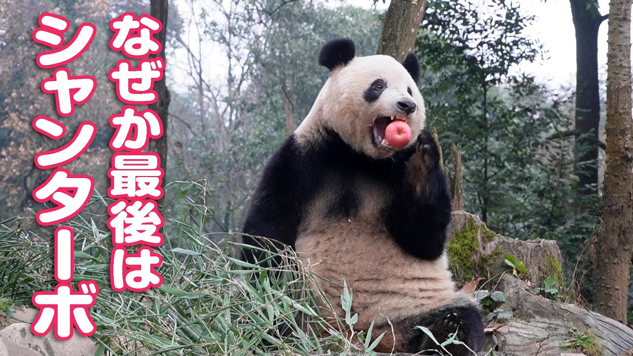 朝食にデザートはおりんご！なぜかシャンターボで帰っていったシャンシャン。（2023/12/25）