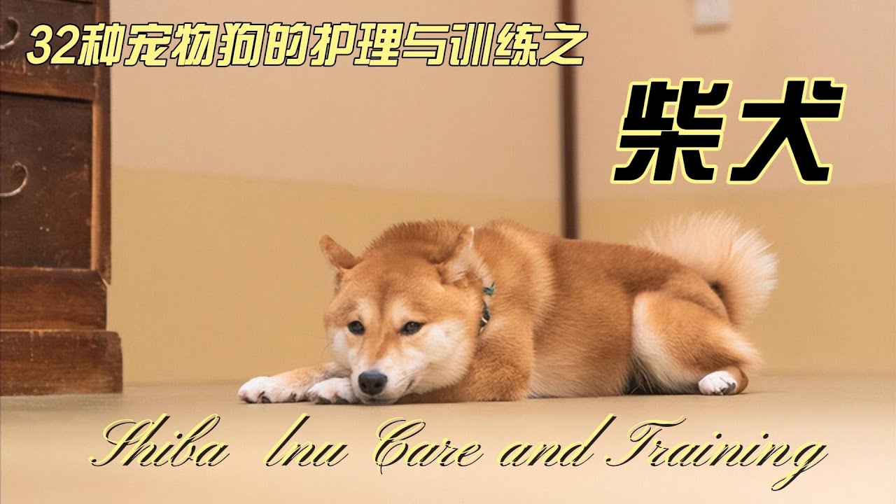 32种宠物狗的护理与训练之------柴犬