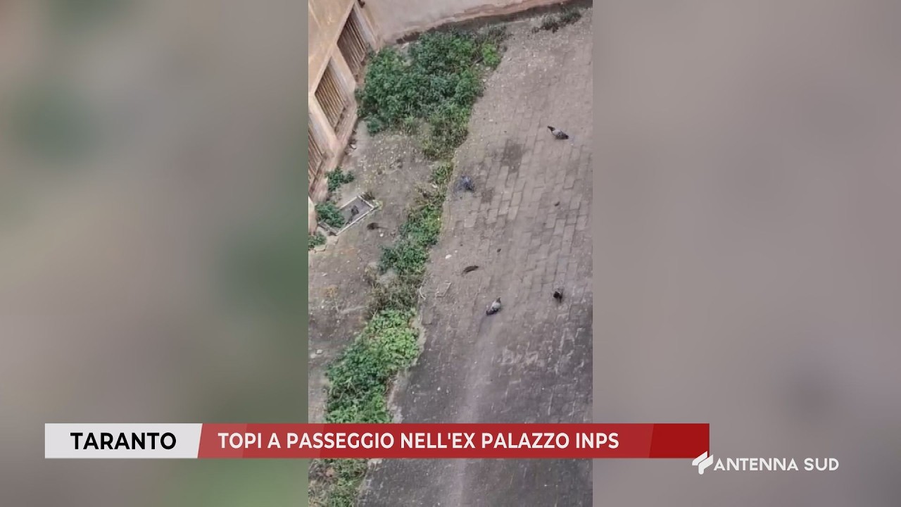 20 MARZO 2026 - TARANTO - TOPI A PASSEGGIO NELL'EX PALAZZO INPS