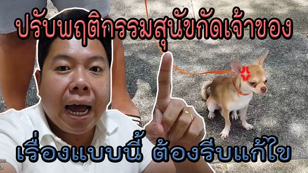 ปรับพฤติกรรมสุนัขที่ชอบกัดเจ้าของเวลาไม่พอใจ (ปุ๊กปิกชิวาว่า)
