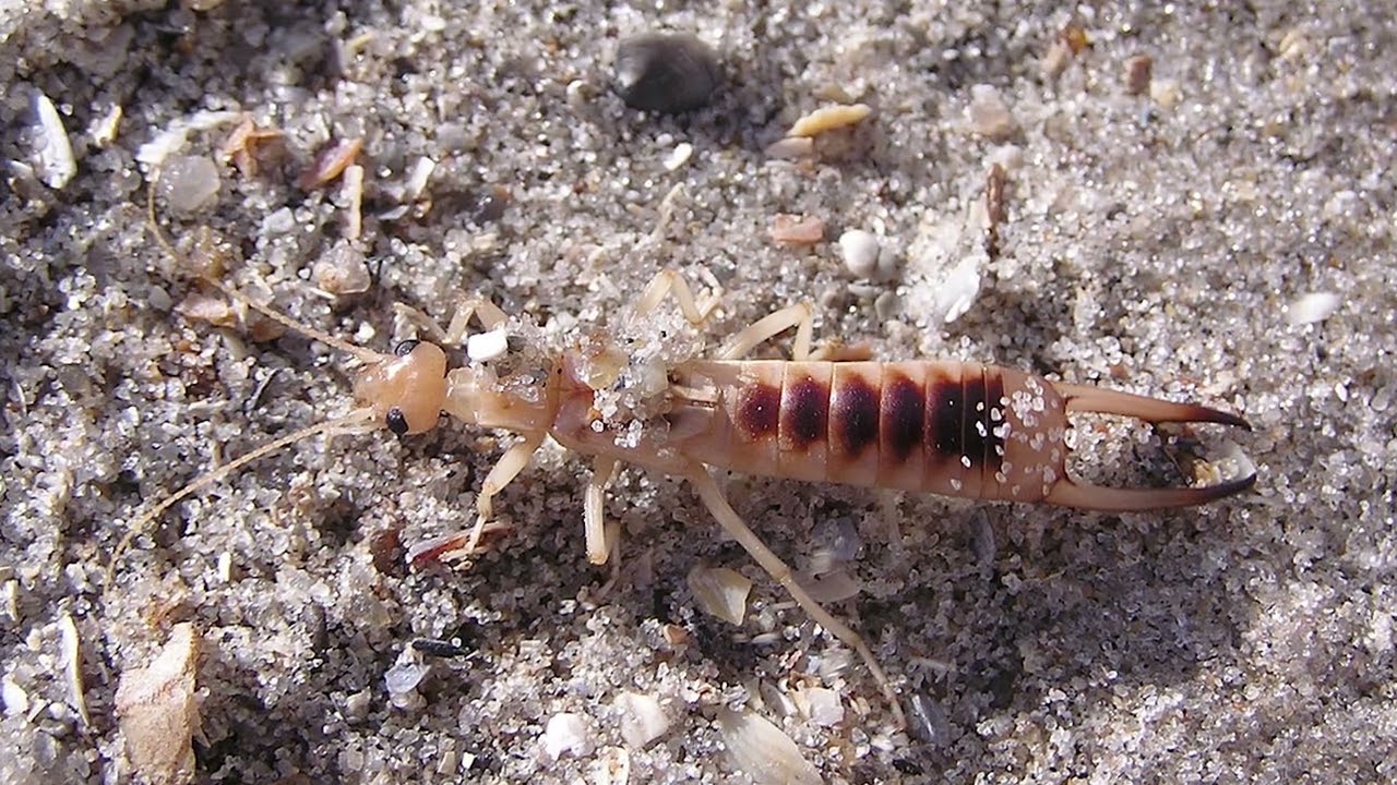 Kuršių Nerijos nacionalinis parkas