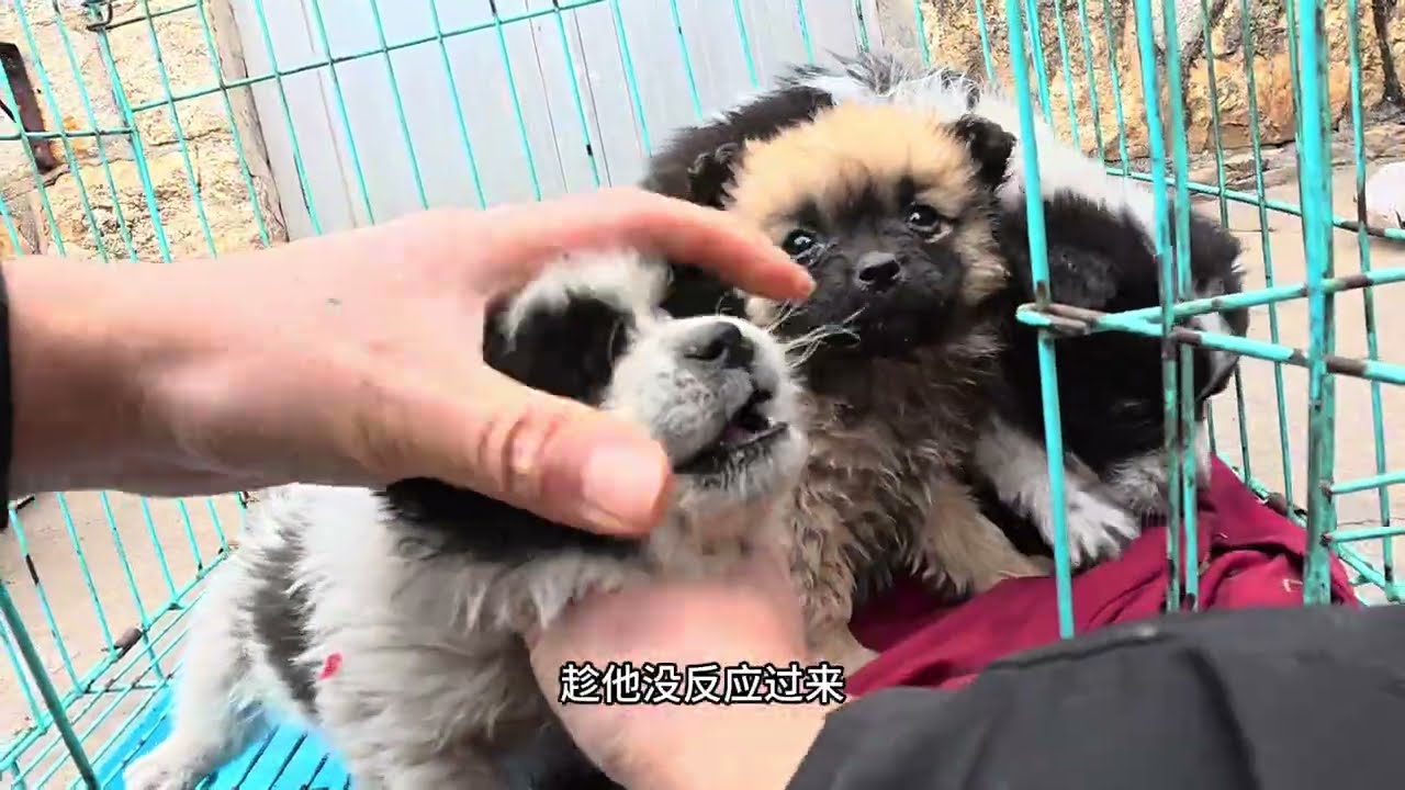 被遗弃的小狗狗还会有好人家收养吗？