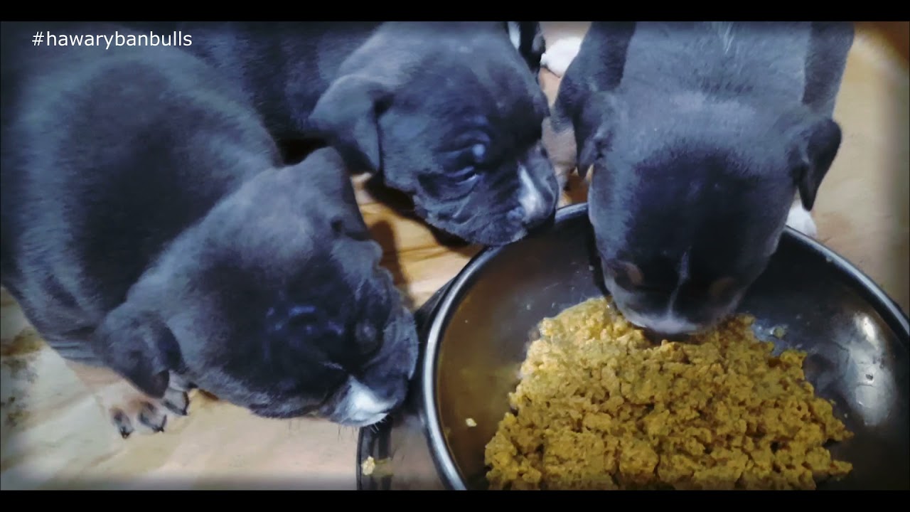 🐶 🐶اولاد ديفا اول يوم اكل ليهم . عمرهم ٢٥ يوم .