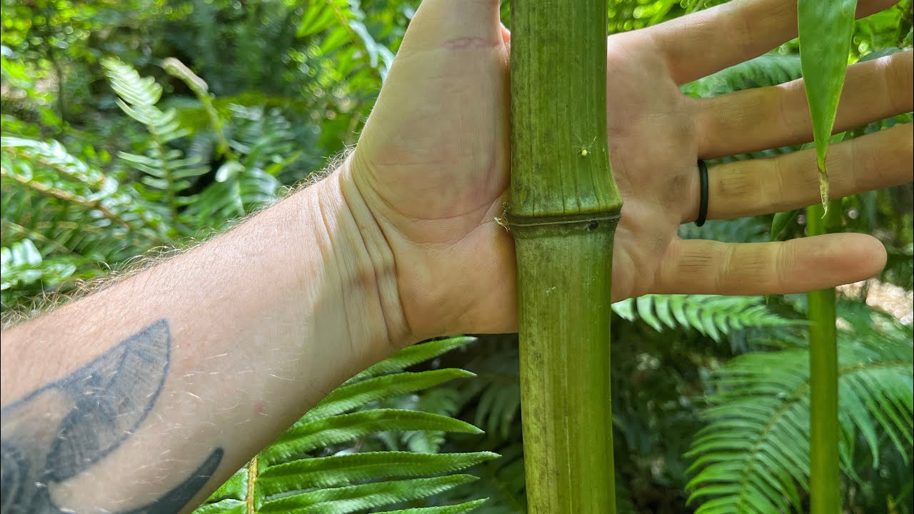 Phyllostachys bambusoides 'Marliac&rsquo; cold hardy timber bamboo Eastside Seattle