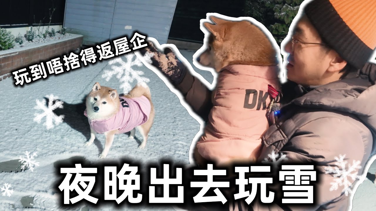 英國落雪❄️夜晚都要衝出去玩？❄️柴犬春卷玩雪玩到唔肯返屋企...🤣 @shibaharumaki