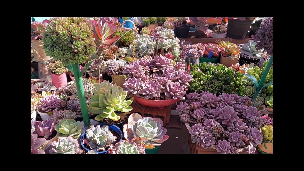 De onde vem a BELEZA das minhas SUCULENTAS