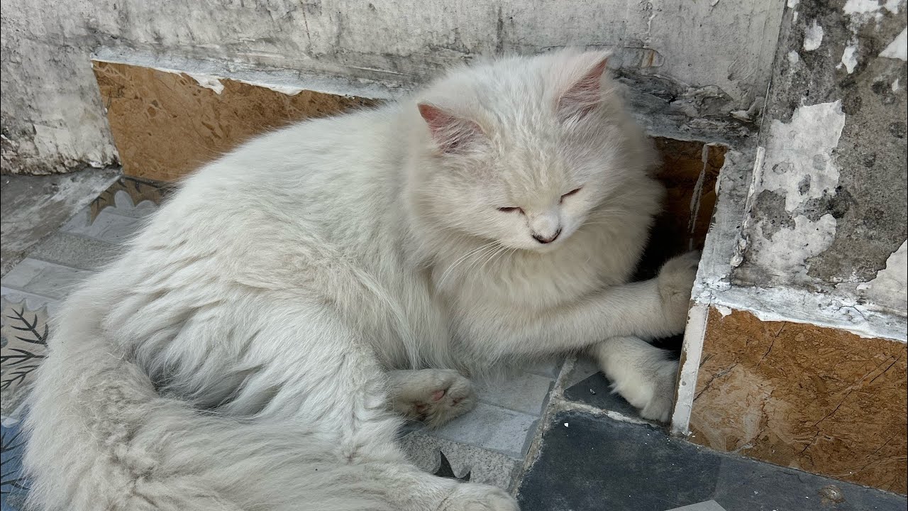 Daily Life Of Kitten !! ❤️😘😍 #youtube 