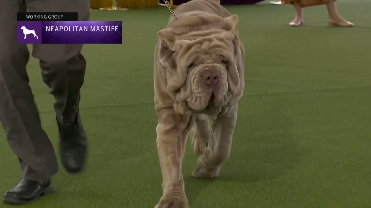 Neapolitan Mastiffs | Breed Judging 2023