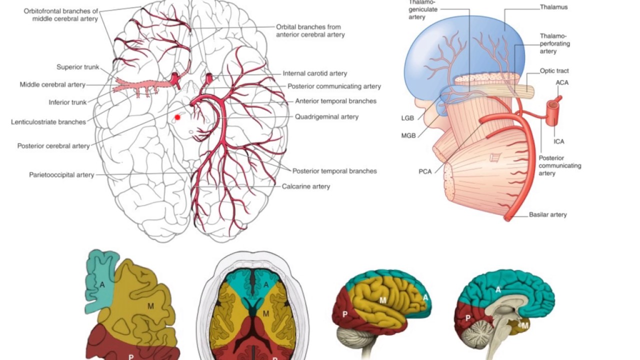 The posterior cerebral arteries