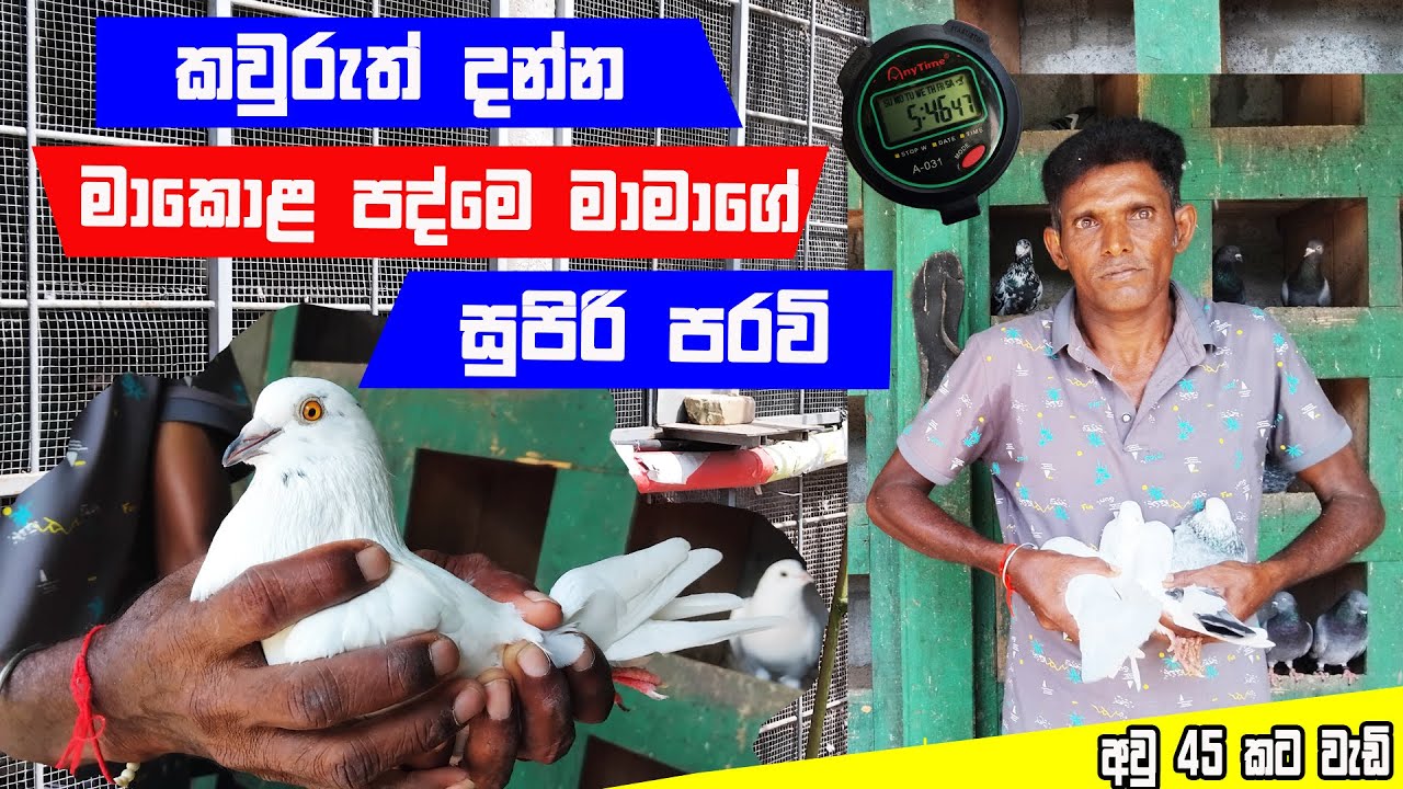 කවුරුත් දන්න පද්මේ මාමාගේ සුපිරි පරවි Best Pigeon review in Sinhala | Royal Pets 