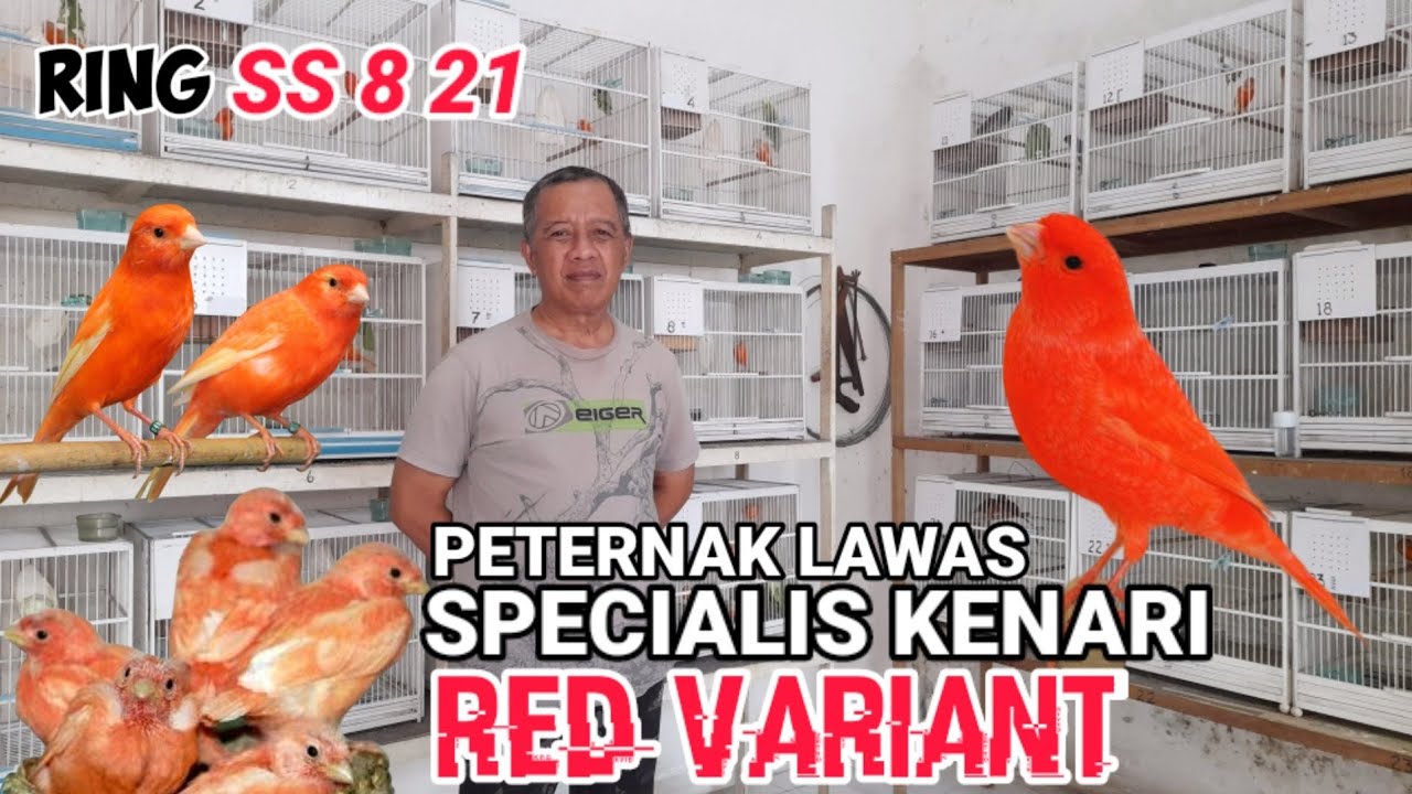 PETERNAK KENARI,RED VARIAN RING SS821 #kenari #kenarigacor #redvariant #merlok @LONDOBIRDCHANNEL