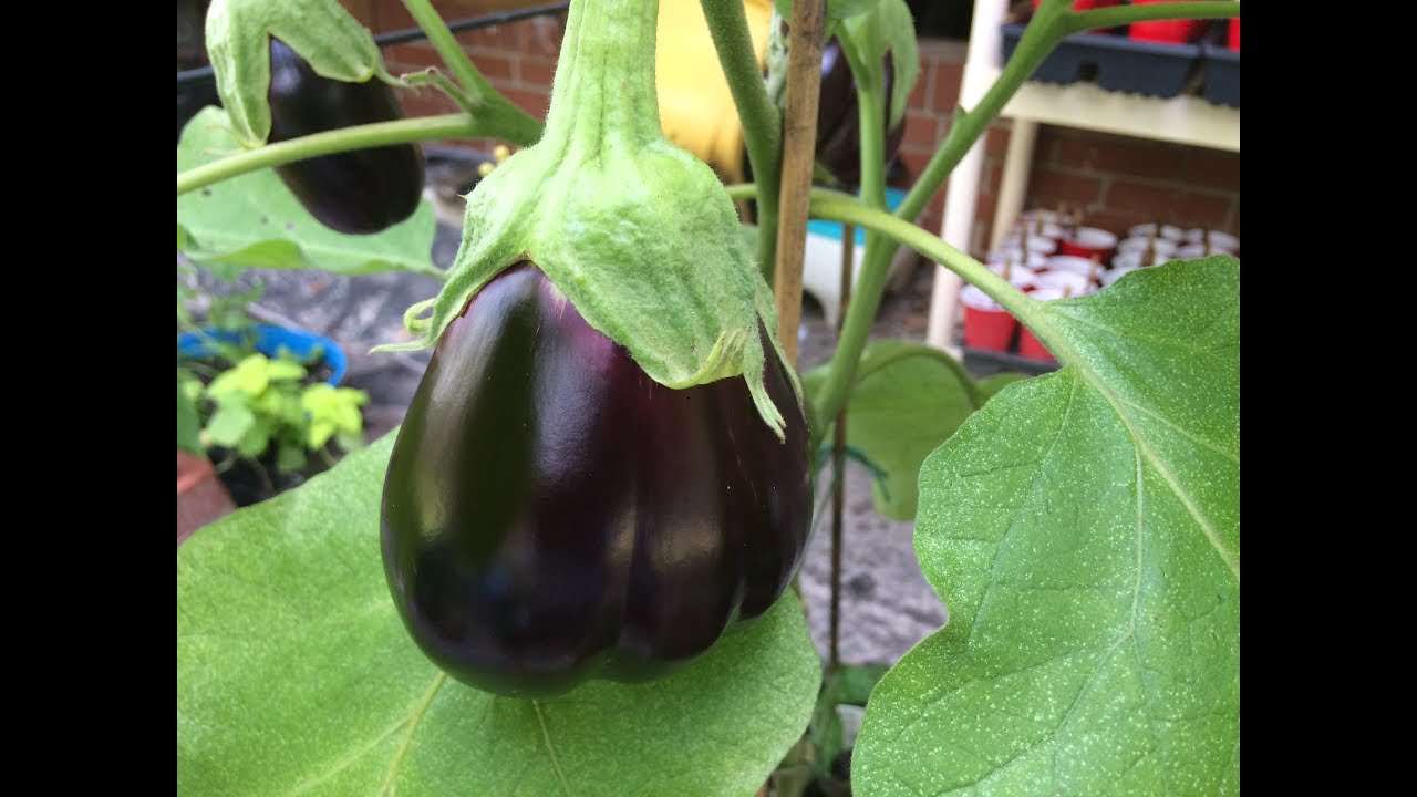 Eggplant Problems (Blooms Fallling Off)
