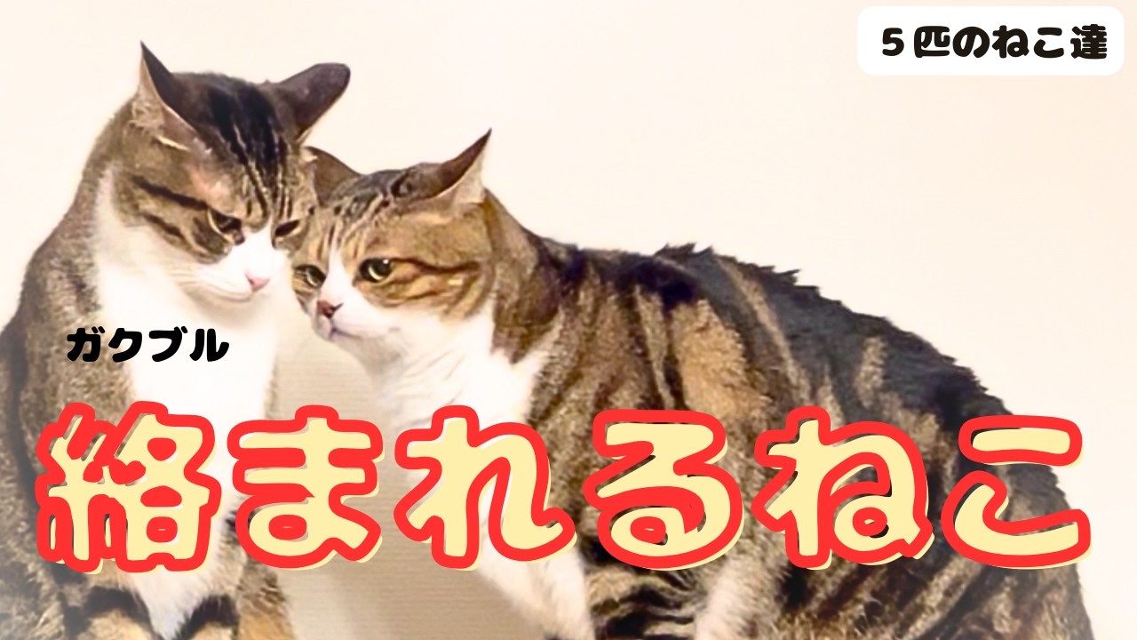 猫との暮らし【5匹の猫たちの絡み合い】ぼくらかわいいハチワレ猫