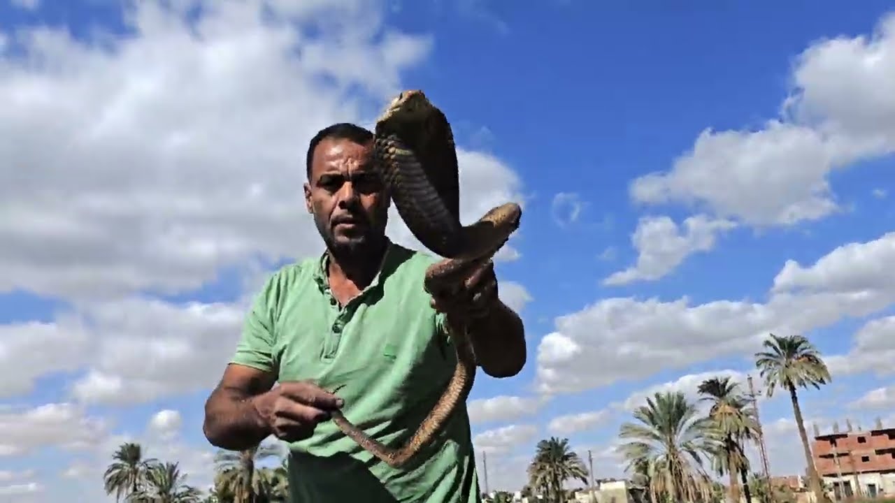 صيد كوبرا بجوار احد البيوت مع مصطفى هجرس 