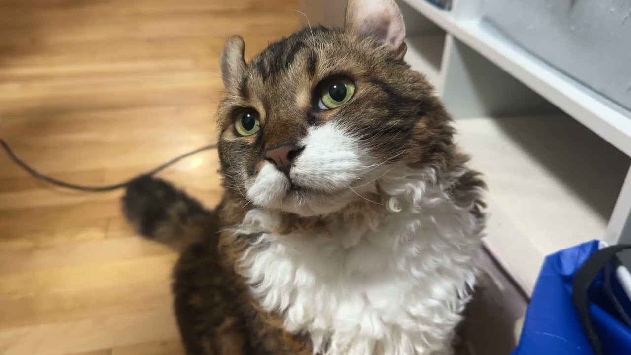 Jimmy quietly pleads his case for second dinner
