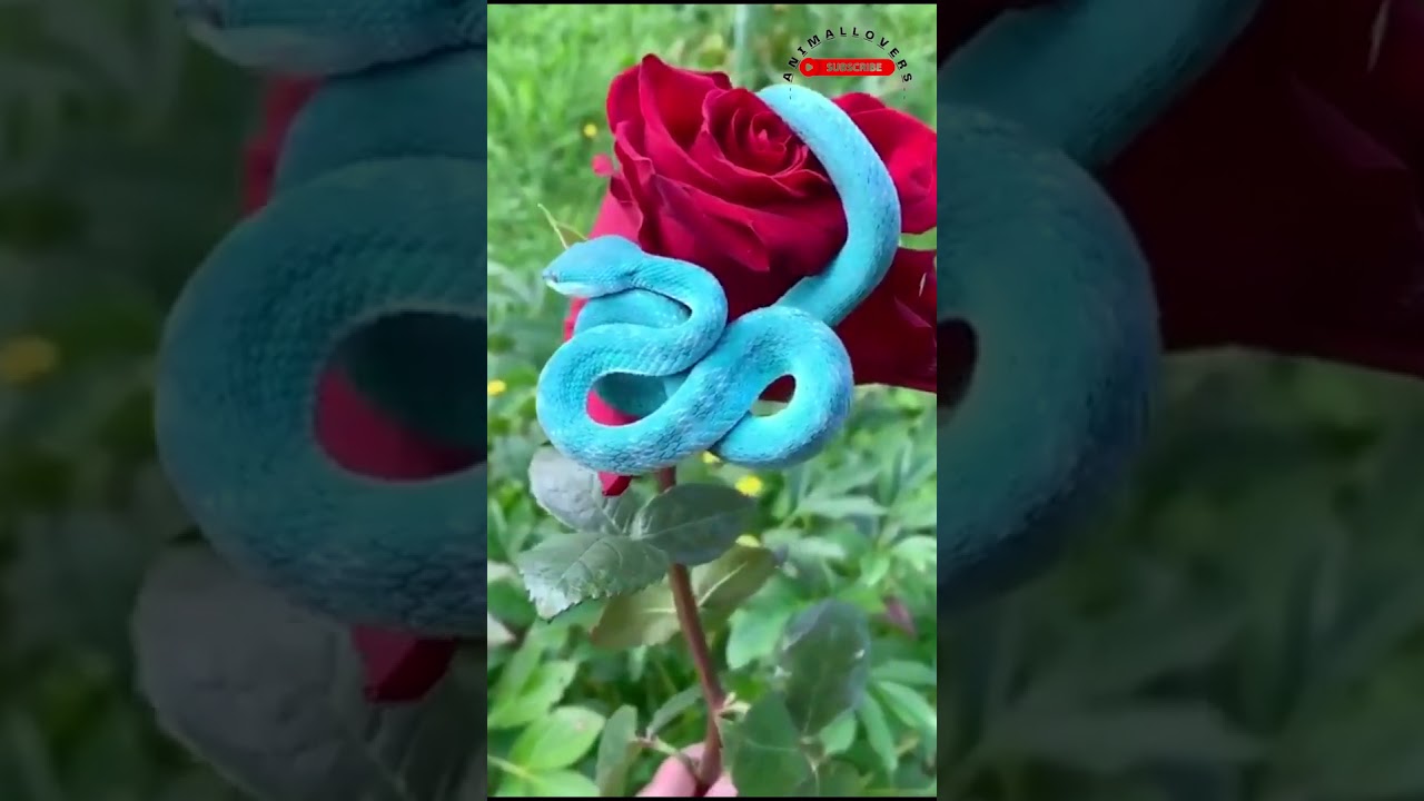 Blue Viper Baby Snake found on the Red Rose 