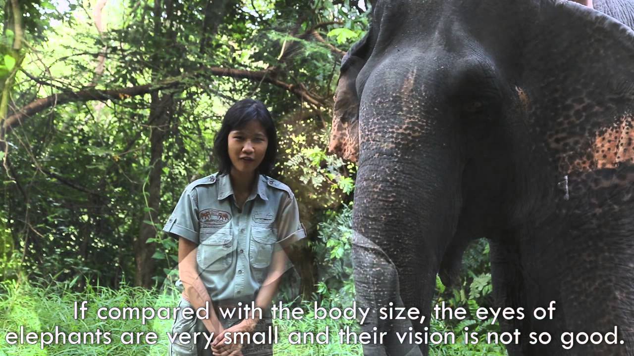 An Elephant's Anatomy