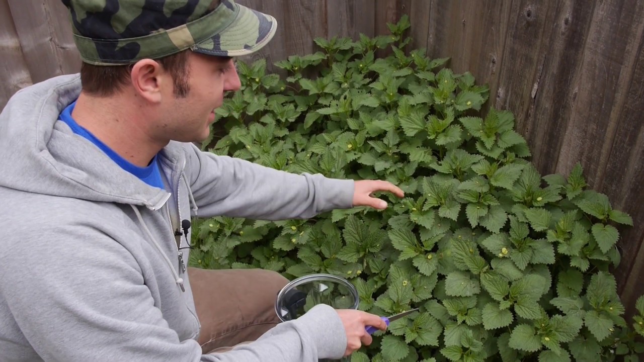 Sergei's Favorite Springtime Green Smoothie with Stinging Nettles