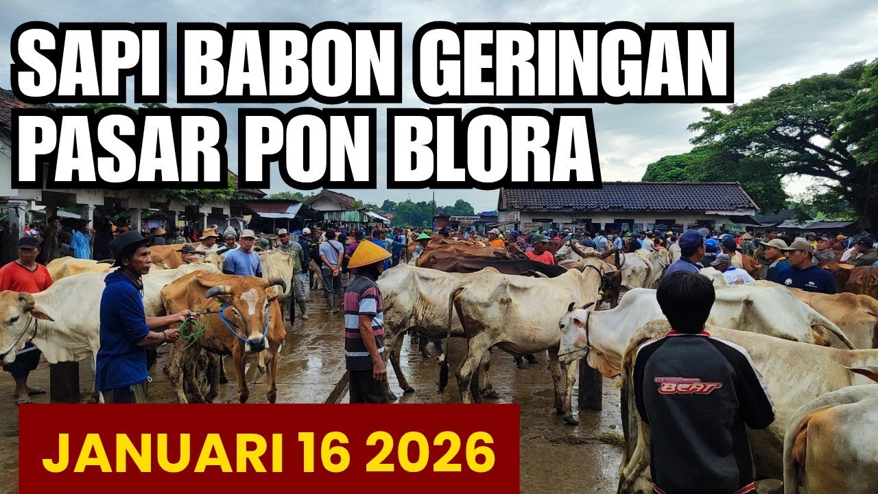 HARGA SAPI BABON GERINGAN PASAR PON BLORA