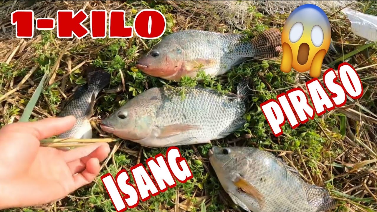 Mga tilapia nag titimbang 1kilo Isa o higit pa