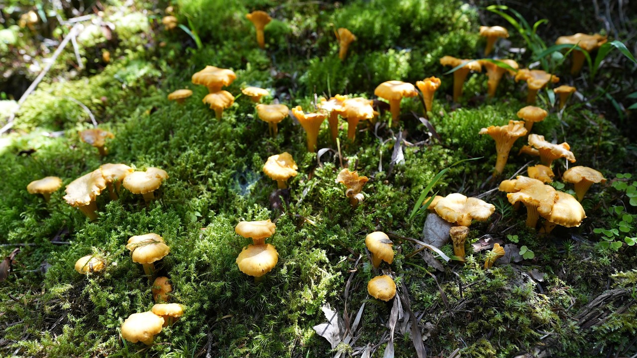 GRZYBOBRANIE w pięknym, górskim lesie
